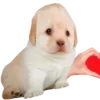 🥰 Эмодзи «Dogo #dog #animals #cute» для Telegram