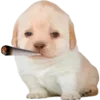 🤪 Эмодзи «Dogo #dog #animals #cute» для Telegram