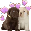 🥰 Эмодзи «Dogo #dog #animals #cute» для Telegram