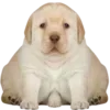 😉 Эмодзи «Dogo #dog #animals #cute» для Telegram