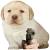 😎 Эмодзи «Dogo #dog #animals #cute» для Telegram