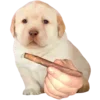 😶‍🌫️ Эмодзи «Dogo #dog #animals #cute» для Telegram