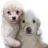 😉 Эмодзи «Dogo #dog #animals #cute» для Telegram