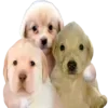 🤗 Эмодзи «Dogo #dog #animals #cute» для Telegram