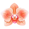 🌸 Эмодзи «Warm» для Telegram