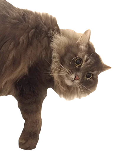 👻 Стикер «CatMaine Chan» для Telegram