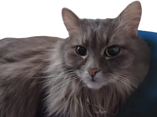 🐱 Стикер «CatMaine Chan» для Telegram