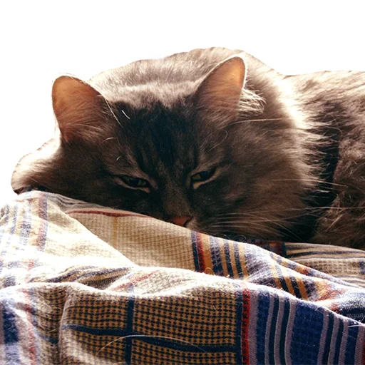 😴 Стикер «CatMaine Chan» для Telegram