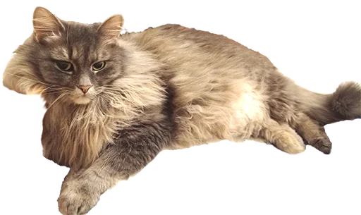 😏 Стикер «CatMaine Chan» для Telegram