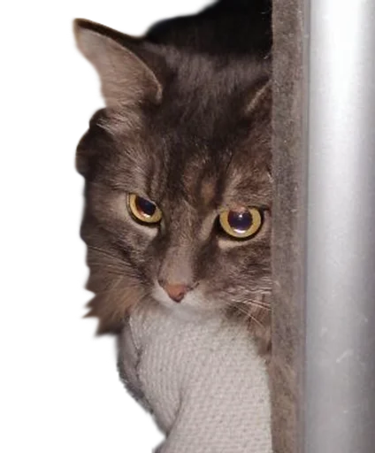 👀 Стикер «CatMaine Chan» для Telegram