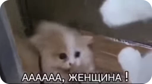 🤯 Стикер «стикеры ядерк» для Telegram