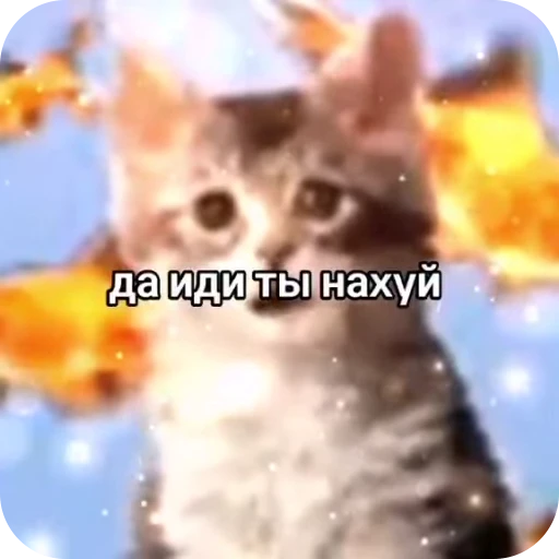 🖕 Стикер «стикеры ядерк» для Telegram
