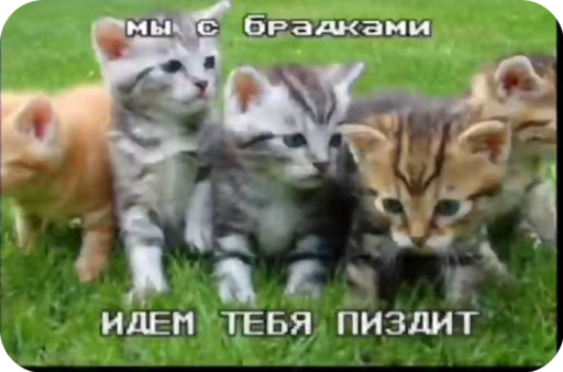 🥰 Стикер «стикеры ядерк» для Telegram