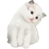 😽 Эмодзи «𝒲𝘩𝘪𝘵𝘦» для Telegram