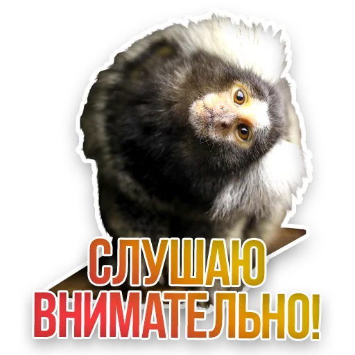 🙉 Стикер «Недомашние животные» для Telegram