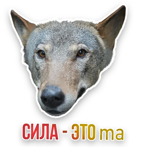 🐺 Стикер «Недомашние животные» для Telegram