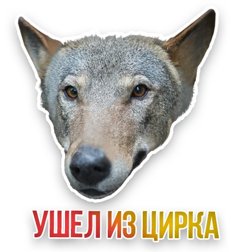 🐺 Стикер «Недомашние животные» для Telegram