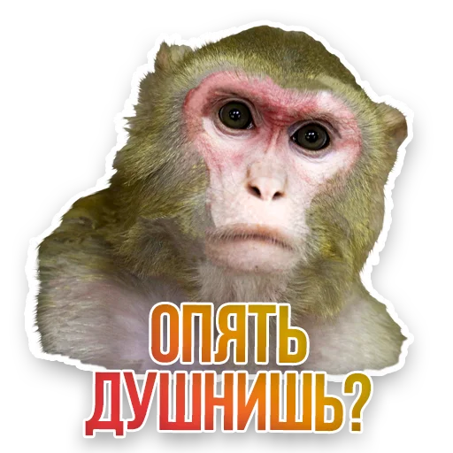😕 Стикер «Недомашние животные» для Telegram