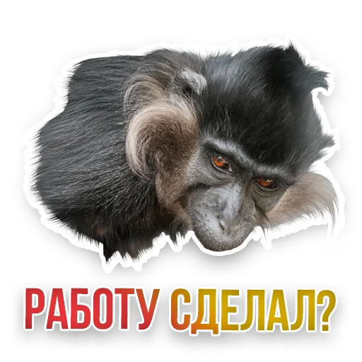 🧐 Стикер «Недомашние животные» для Telegram
