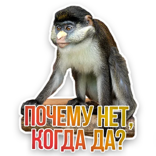 🐒 Стикер «Недомашние животные» для Telegram