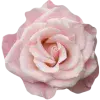 🤩 Эмодзи «Pink #colors #pink #cute» для Telegram