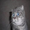 😵 Эмодзи «типа лол» для Telegram