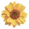 💛 Эмодзи «୧ ‧₊💛⋅ ☆📒⋆౨ৎ˚⟡˖» для Telegram