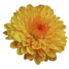 🤩 Эмодзи «Yellow emoji - жёлтые» для Telegram