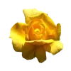 🤩 Эмодзи «Yellow emoji - жёлтые» для Telegram