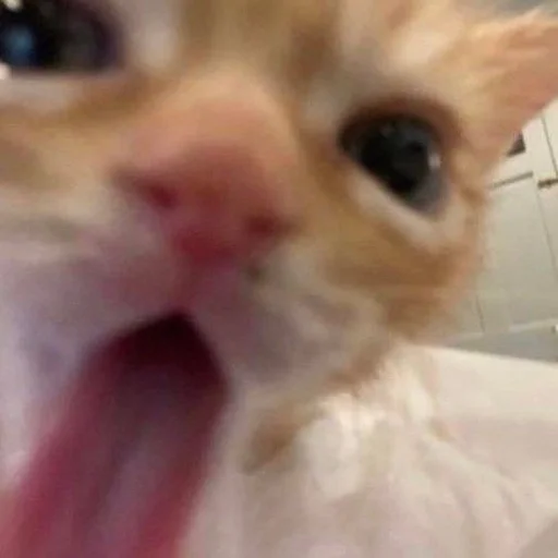 🥵 Стикер «Унитазные коты» для Telegram