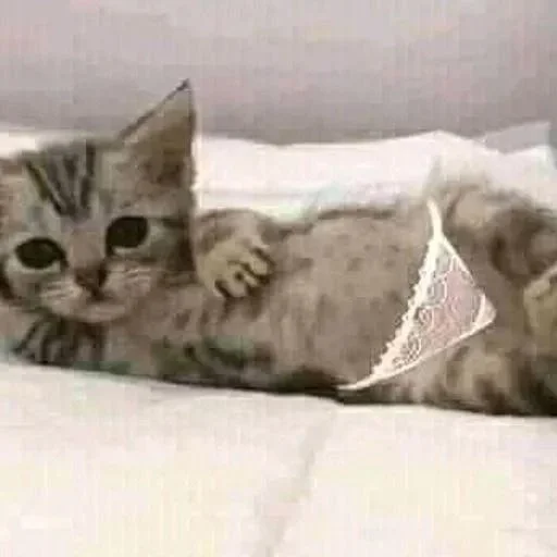 😏 Стикер «Унитазные коты» для Telegram