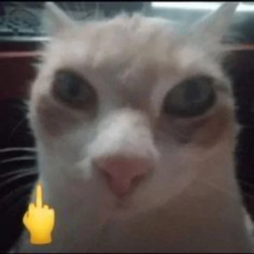 🖕 Стикер «Унитазные коты» для Telegram