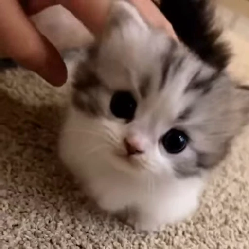 🐱 Стикер «Zazi Aliyeva 5» для Telegram