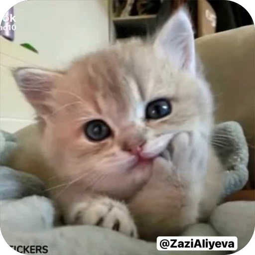 🙂 Стикер «Zazi Aliyeva 5» для Telegram