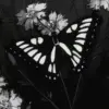 🌟 Эмодзи «Black fashion #color #black #white» для Telegram