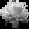 🌺 Эмодзи «Black fashion #color #black #white» для Telegram