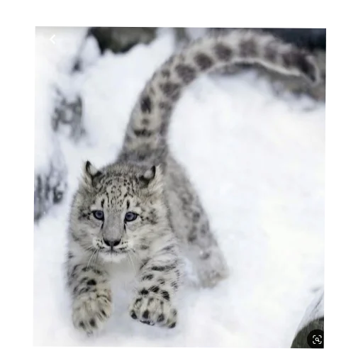 🐱 Стикер «Зимний вайб» для Telegram