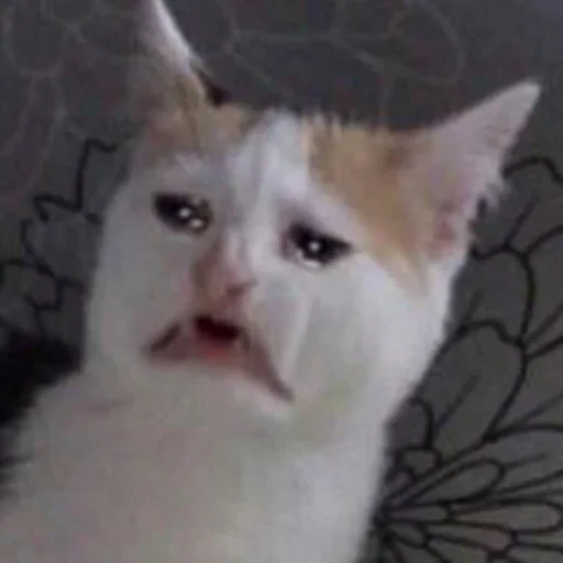 😭 Стикер «kang pack Vol.1» для Telegram
