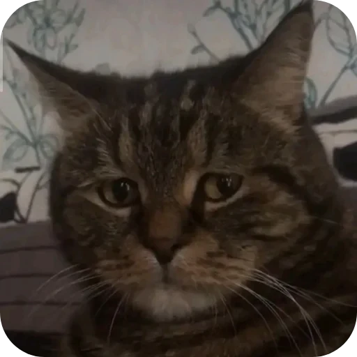 🐱 Стикер «ÐÐ±Ð°ÑÐ´Ð½Ð° ð°» для Telegram
