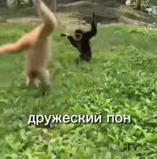💫 Стикер «abizyani» для Telegram