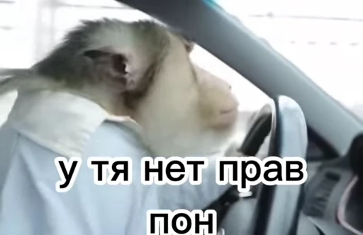 💫 Стикер «abizyani» для Telegram