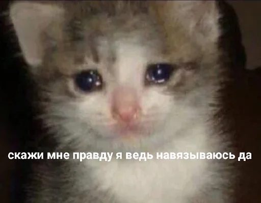 📱 Стикер «че та типа мемав ваших» для Telegram