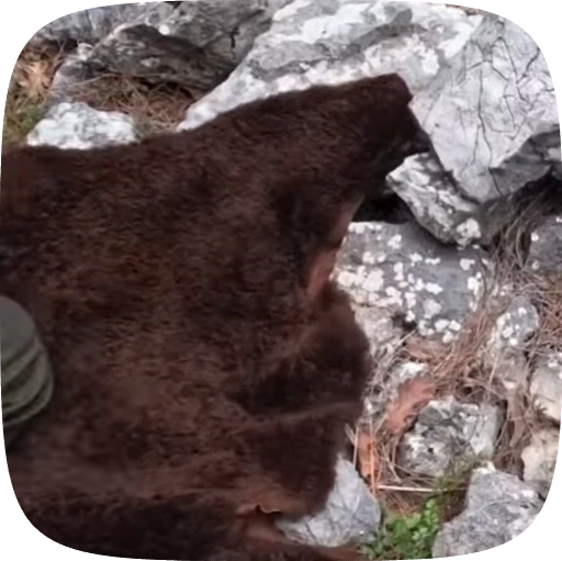 🏕 Стикер «Adventure» для Telegram