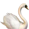 🦢 Эмодзи «🤩Dark Academia» для Telegram