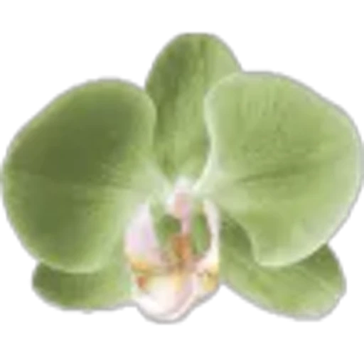🤩 Эмодзи «Plants» для Telegram