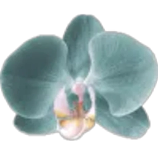 🤩 Эмодзи «Plants» для Telegram