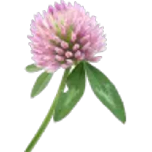 🤩 Эмодзи «Plants» для Telegram