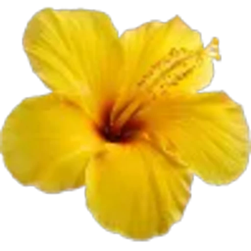 🤩 Эмодзи «Plants» для Telegram