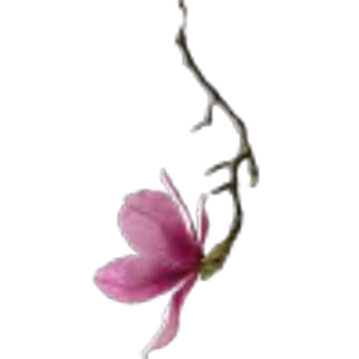 🤩 Эмодзи «Plants» для Telegram