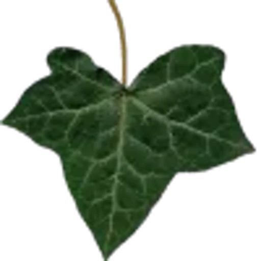 🤩 Эмодзи «Plants» для Telegram